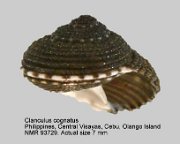 Clanculus cognatus
